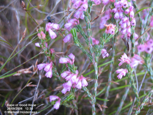 Erica gnphaloides, Cape Point - 2006